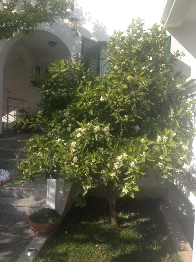 Apartment Vukicevic *